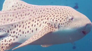 Stunning underwater photography of the beautiful zebra shark