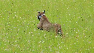 50th Bobcat To Be Set Free