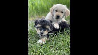 Super cute 9 week golden retriever puppy running in grass