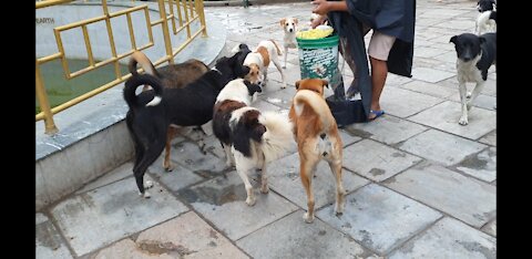 feeding homeless dog | feeding stray puppy | feeding dog