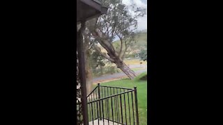 Strong winds in Utah topple over enormous tree