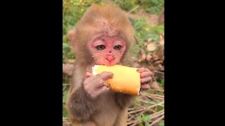 Lovely little monkey eat bread, poor little monkey, he is hurt