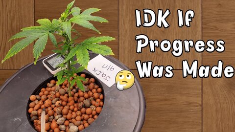 Grow Log: Week 5 - IDK If Progress Was Made 🤔