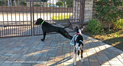 Great Dane and Puppy Enjoy Their Morning Yoga Exercise Routine