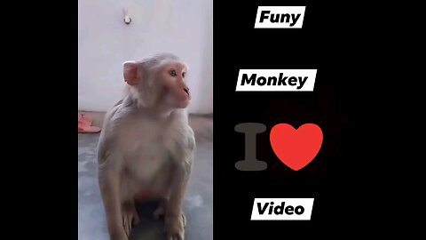 Cute monkey