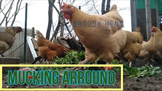 Spring Chickens and broody hens