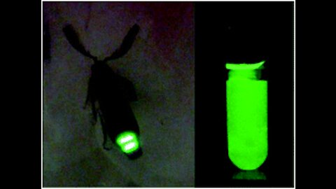 Luciferase Luciferin 666 CRISPR DNA-modifier HEK293 HELA Quantum Dot