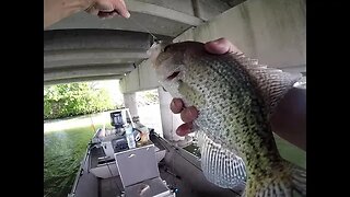 Spawning bridge crappie on jigs, jigging crappie, slab jigging