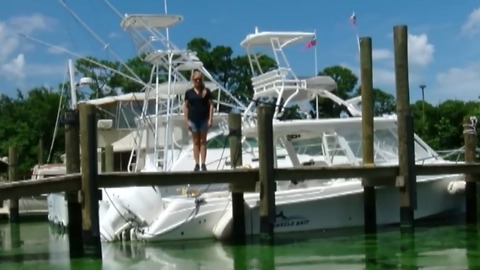 Algae building up in Central Marine while manager awaits cleanup efforts