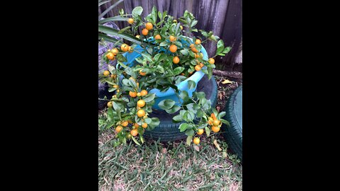 Florida Gardening/ Calamondin