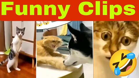 Cat 😺 And Dogs 🐕 Funny 🤣 Clips. / 2023 #funnyclips #cat #dogs