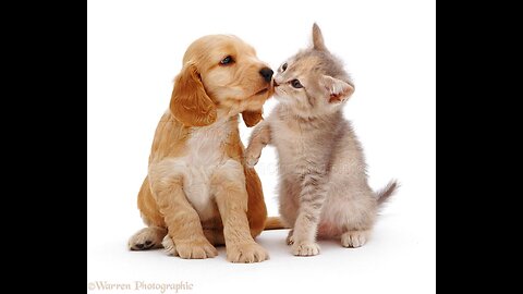 cute cat and funny dog