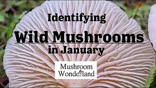 Identifying WILD MUSHROOMS growing in January - 2023