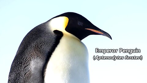 Emperor Penguin Facts | Cute Animal Education