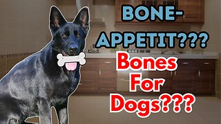 Feeding Bones to Your Dog... Know This!!!