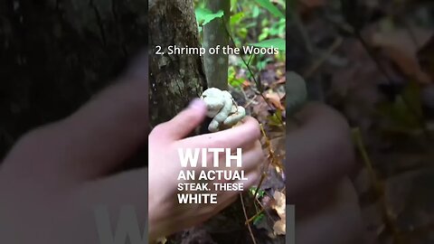 4 More Mushrooms that Taste like Meat!