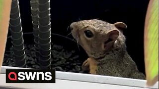 Squirrel causes chaos in US office hiding in plant pots and running from room to room for six hours