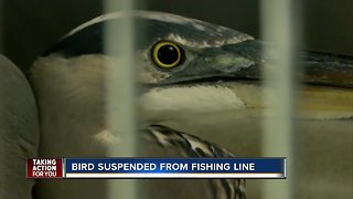 Bird suspended from fishing line