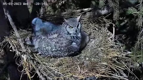 Three Captivating Sweet Owlets 🦉 05/03/23 12:20