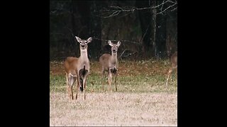 Deer in Chickamauga