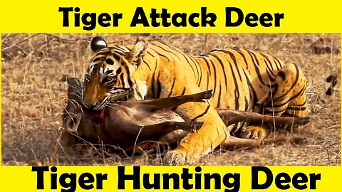 Tiger Hunting Deer. Tiger Attack Deer.(Tutorial Video)
