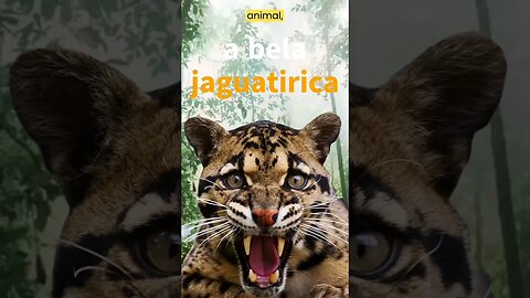 A MAGNÍFICA JAGUATIRICA