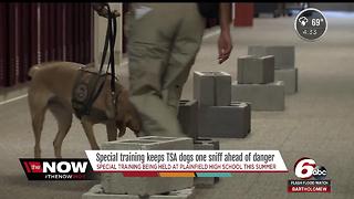 Special training keeps TSA dogs one sniff ahead of danger