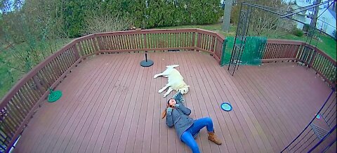 Dog Mistakes Furry Hood For a Toy & Drags Owner Around The Backyard