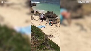 Un serpent venimeux trouvé sous une serviette de plage!