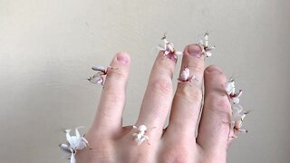 Tiny Orchid Mantis Invasion Is Surprisingly Adorable!