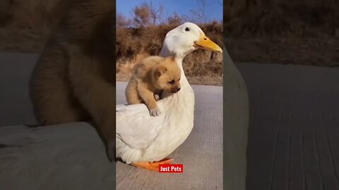 Cutest Puppy ever #cute #funnyanimals #tiktok #funnyvideos #viral #dog