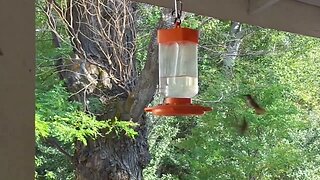 Hummingbirds