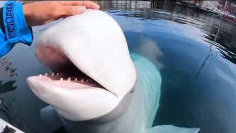Kayaker interacts with friendly beluga whale!