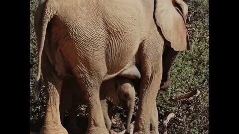 Rare sighting! Long day, short film, sleepy desert elephant baby in the Huab river.