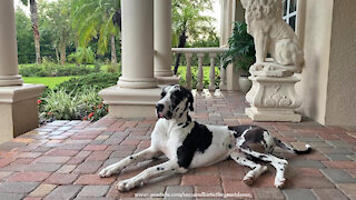 Great Dane Loves Watching And Playing In The Florida Rain