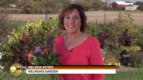 Melinda’s Garden Moment - Low Maintenance Cut Flower Garden