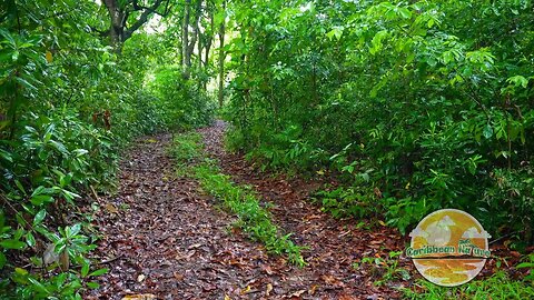 Sounds of light rain in the Caribbean forest to relax , meditate or study to .