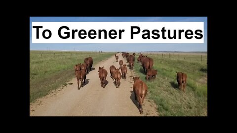 Cow Pairs Head to Summer Pasture! | Hashknife Ranch