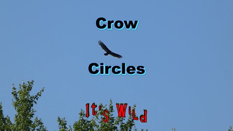 Crow Circles Trees