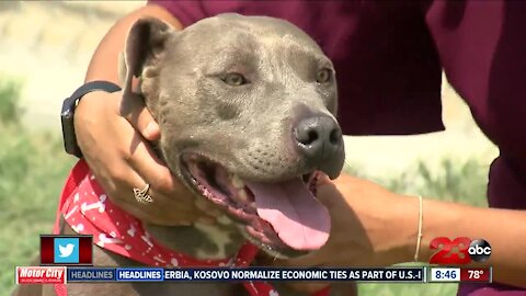 Pet of Week: Weimaraner Mix Midnight