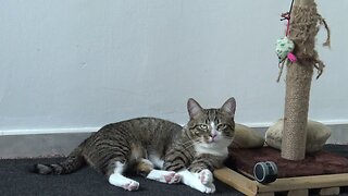 Cat Sits on the Scratching Pole