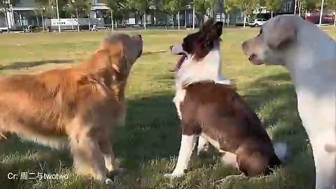 dog funny video