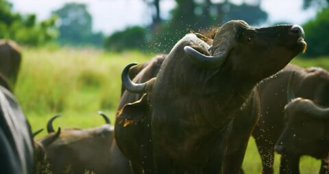 Wildebeest Swatting Flies With His Ears