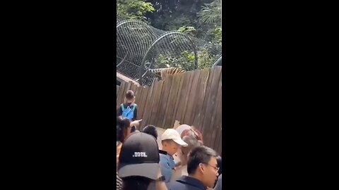 Tiger giving a suprise to the visitors at the Zoo.