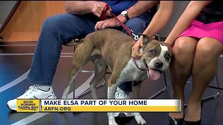 Rescues in Action July 7 | Elsa needs forever home