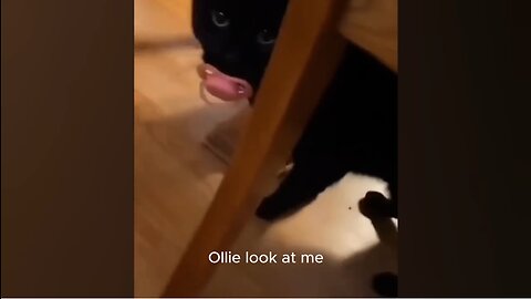 Ollie got caught red handed 🤣🤣🤣 - Funny Animals - Funny Cats - Funny Pet Videos