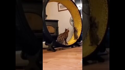 Cute cats play with the laser dot