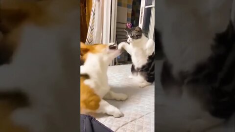 CAT AND DOG FIGHT😬😬😀 : IT IS REALLY FUNNY.....#SHORTS