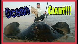 MEGA FISH! Fishing for SHARKS AND RAYS in SOUTH AFRICA Africa! Part. 2