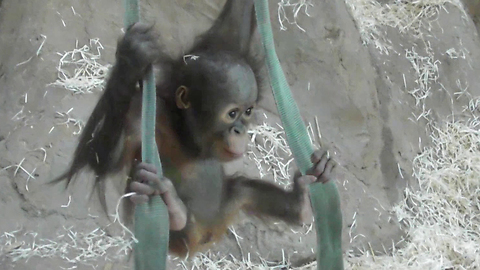 Baby Orangutan Showing Off Climbing Skills